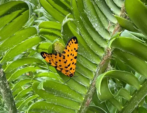 Watch out for your cycads – the Leopard moth is back
