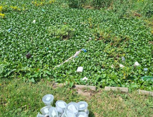 Tiny warriors take on Hartbeespoort Dam’s hyacinth invasion